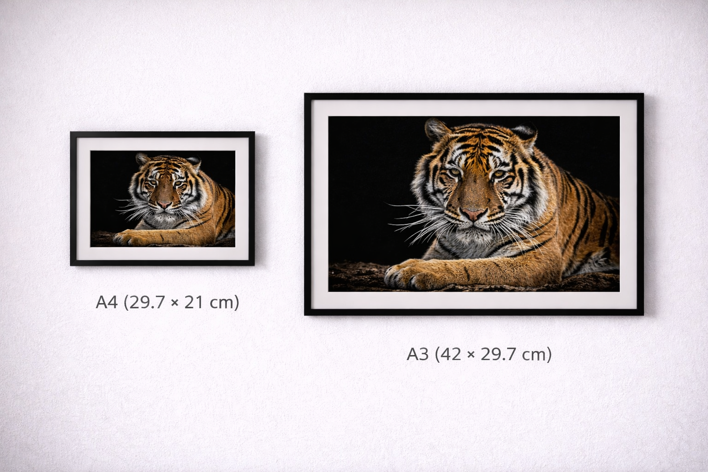 Tiger Framed Print – Luxury Wildlife Statement Wall Art